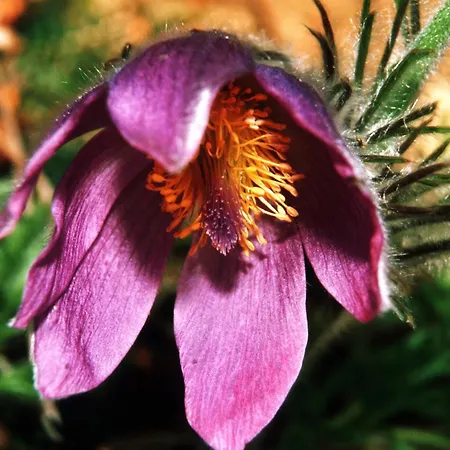 アパート Grabler Altmünster