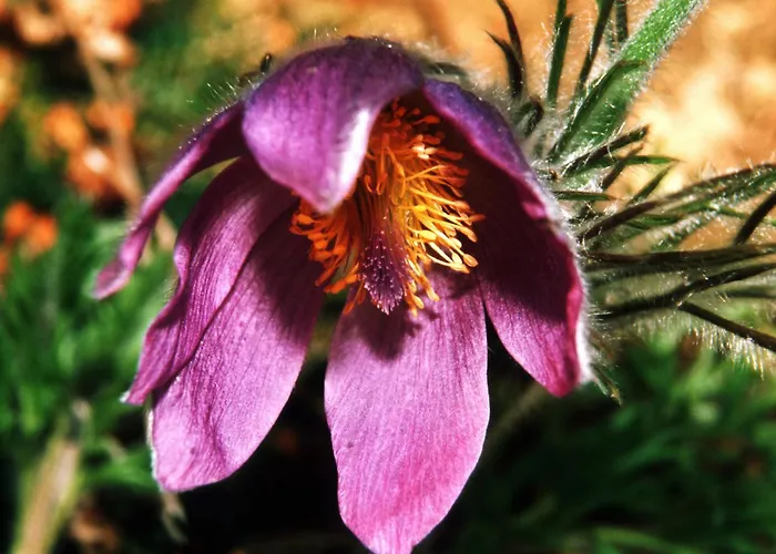 Διαμέρισμα Grabler Altmünster